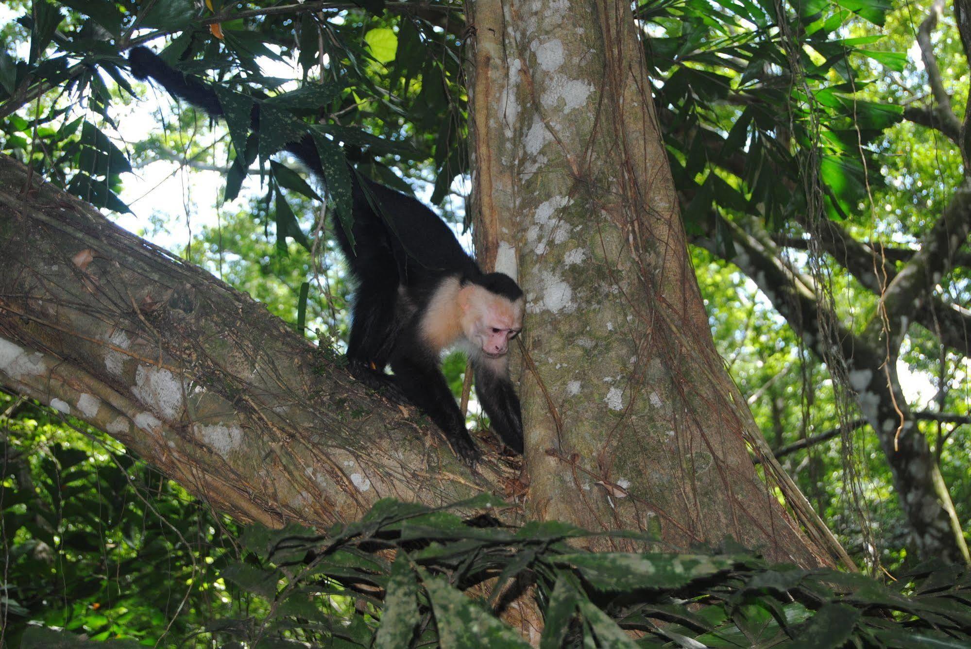 Jungle Beach Hotel Manuel Antonio Dış mekan fotoğraf