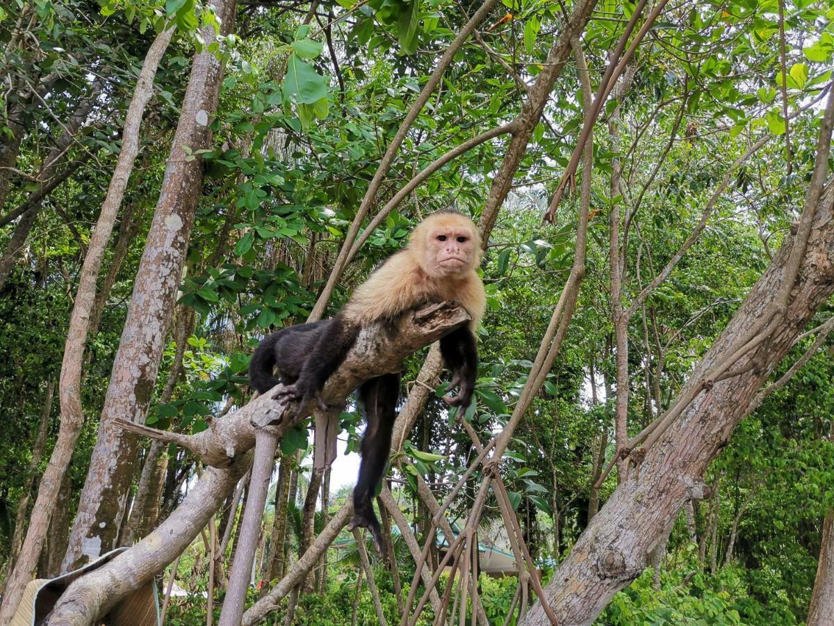 Jungle Beach Hotel Manuel Antonio Dış mekan fotoğraf
